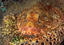 well camouflaged scorpionfish on a sponge by Geoff Spiby 